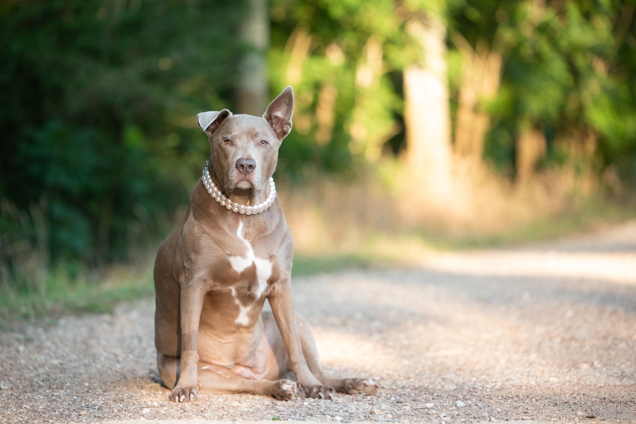 pitbull in pearls sitting on a hiking trail