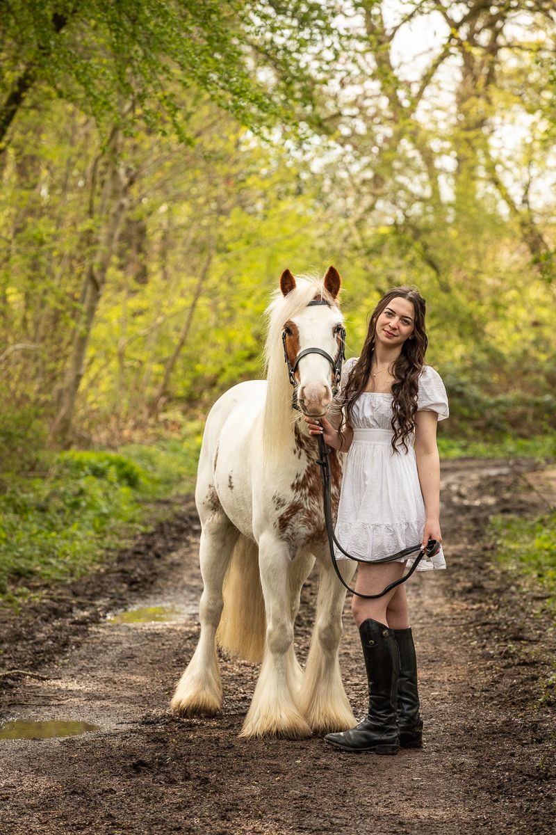 A majestic white draft horse with long feathered legs stands on a wooded path.