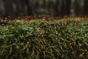 Detailed macro shot of moss and delicate stems ending in tiny spheres, revealing the quiet beauty and intricacy of the natural world.