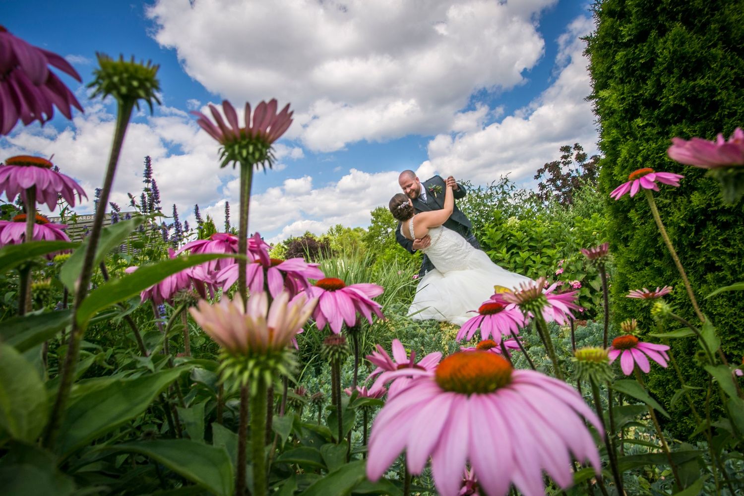 Pink coneflowers bloom under bright blue summer sky with white puffy clouds.