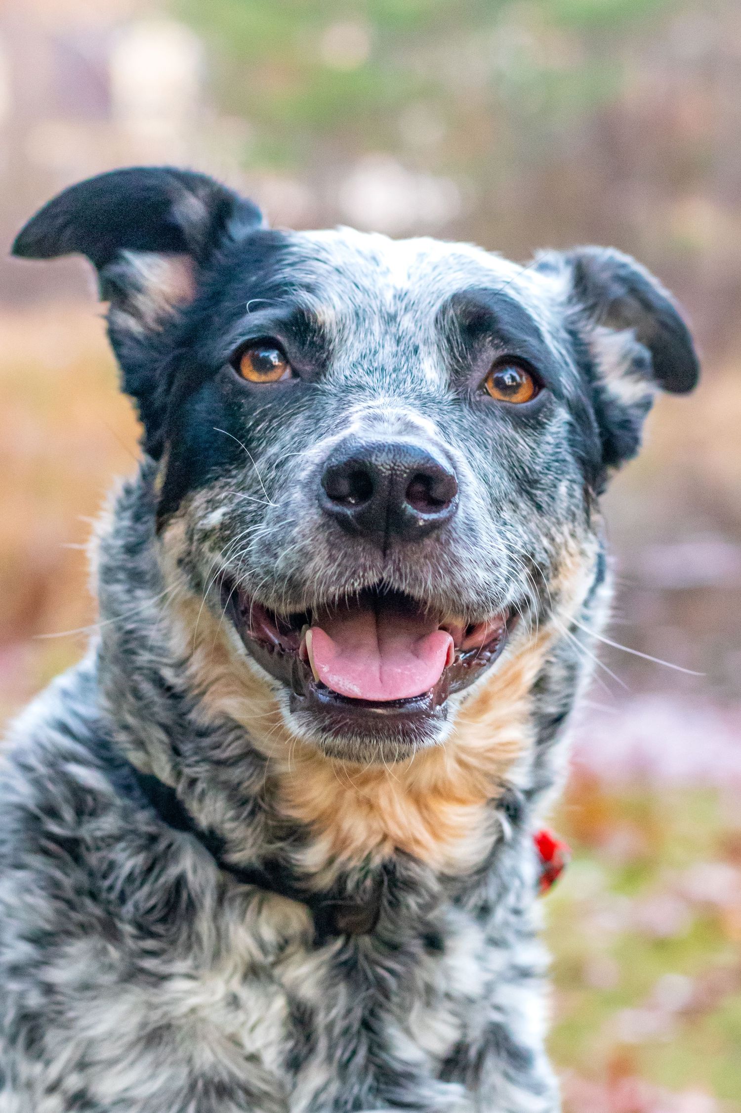 Dog Photography. Close up portrait of smiling blue heeler mix dog with speckled gray and tan fur. photographer near me Nashua Photographer