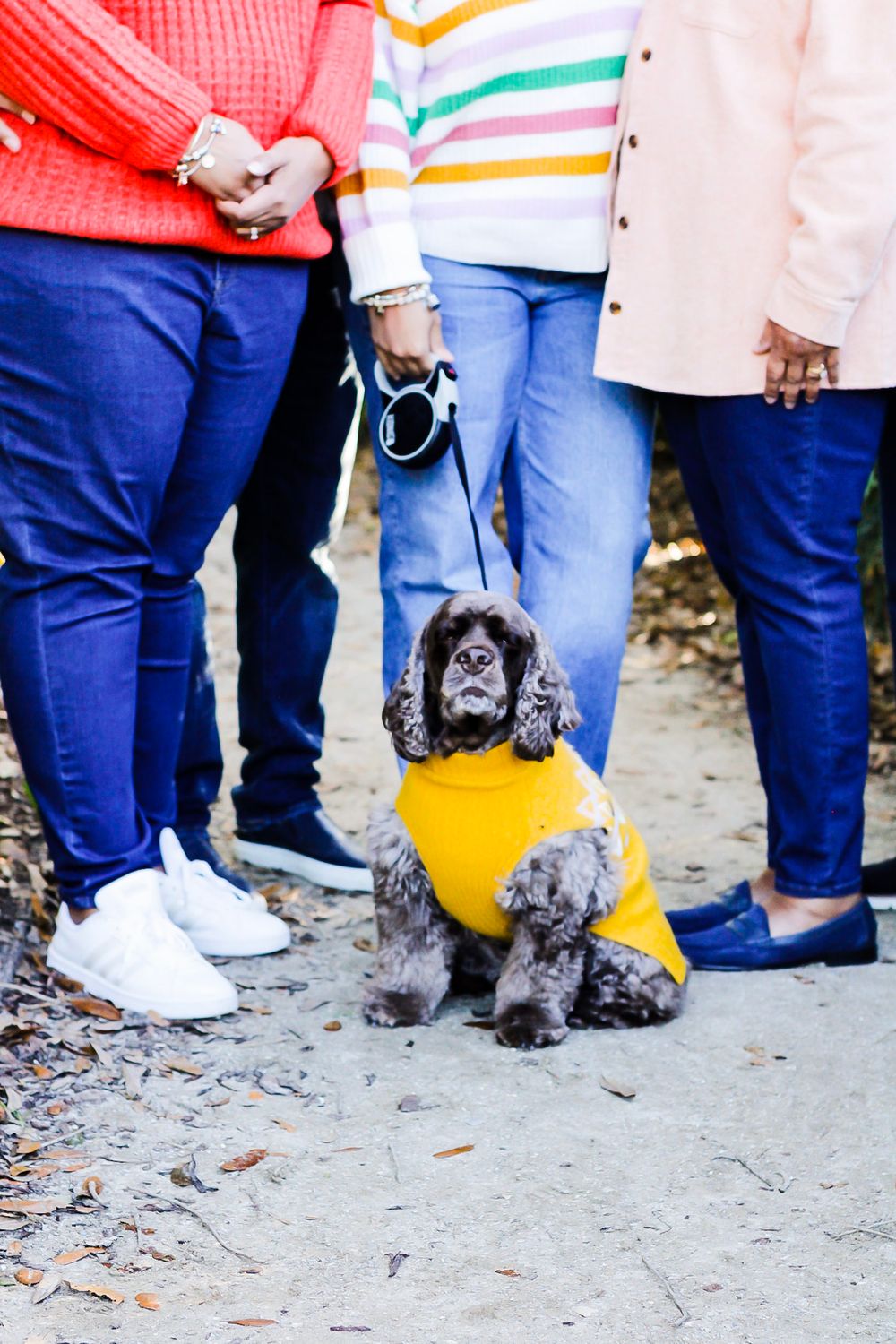 A cute gray cocker spaniel wearing a yellow vest sits on a path surrounded by people in colorful outfits.