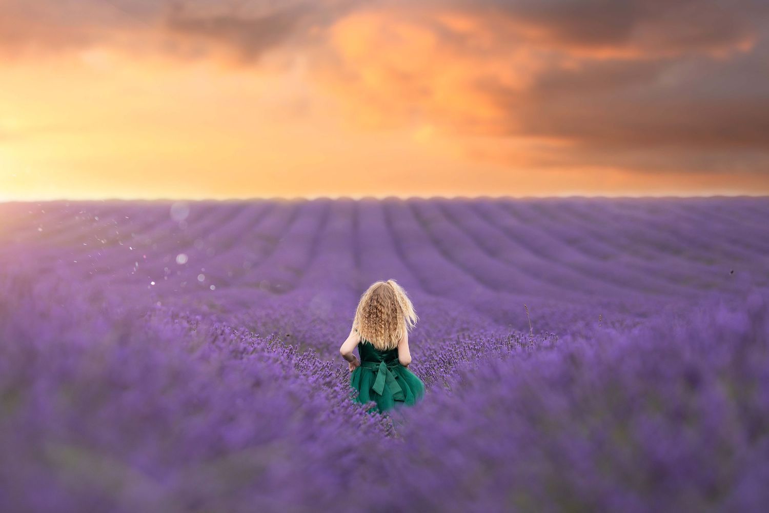 Beautiful sunset photos in a blooming purple lavender field.