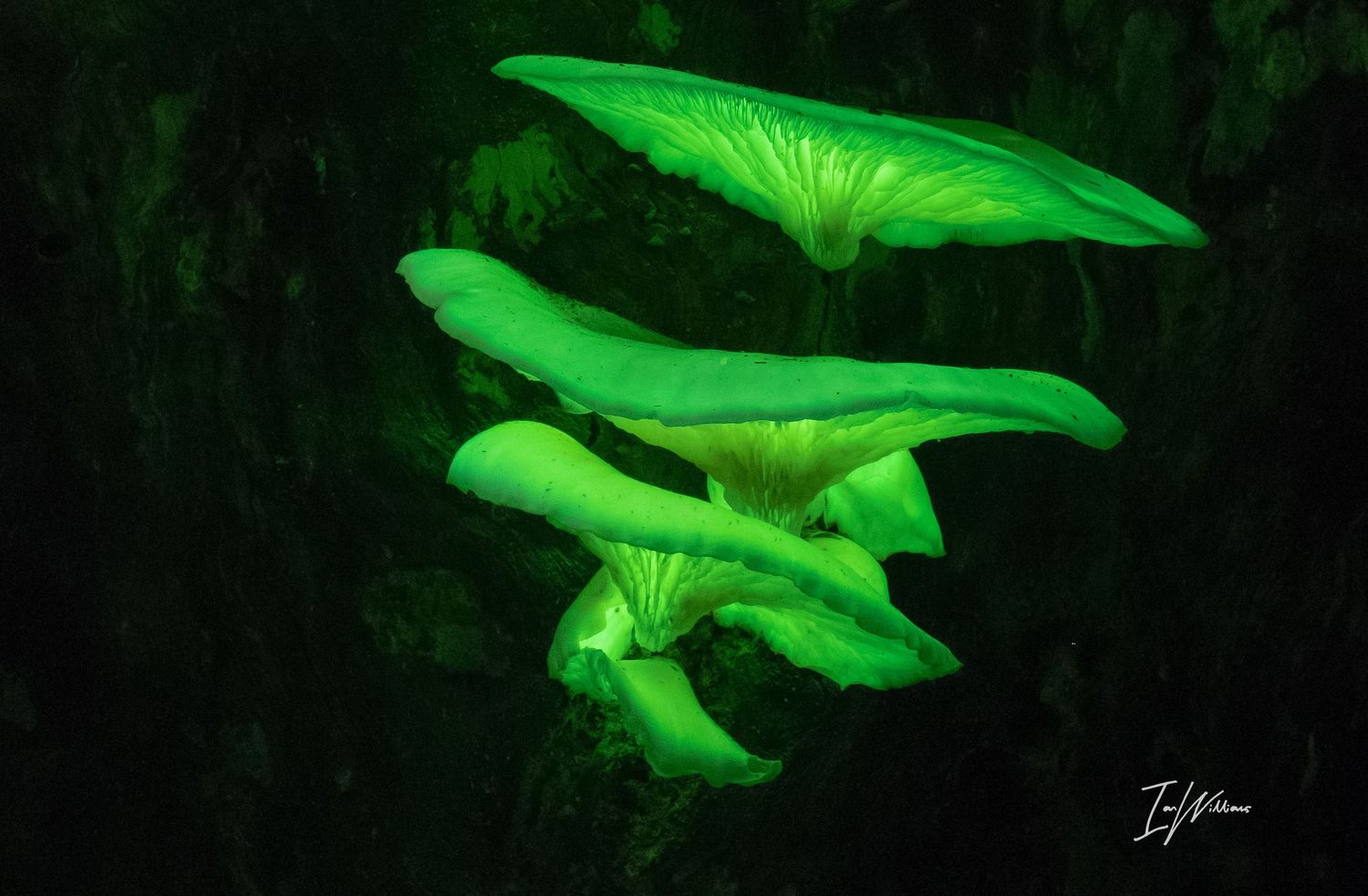 Ghost fungi