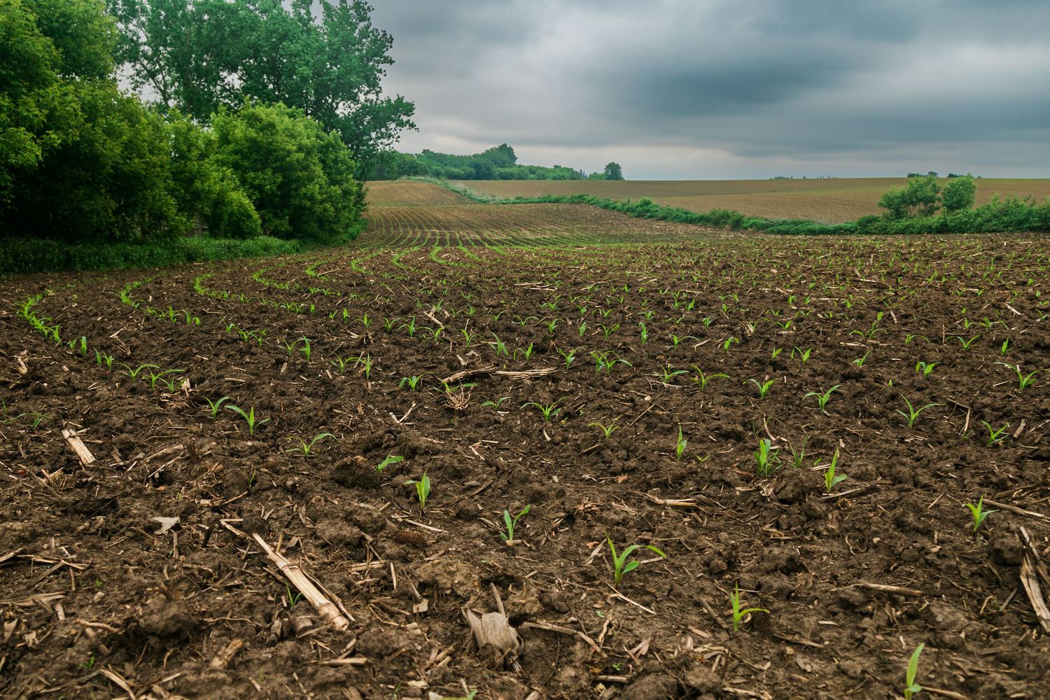 Field