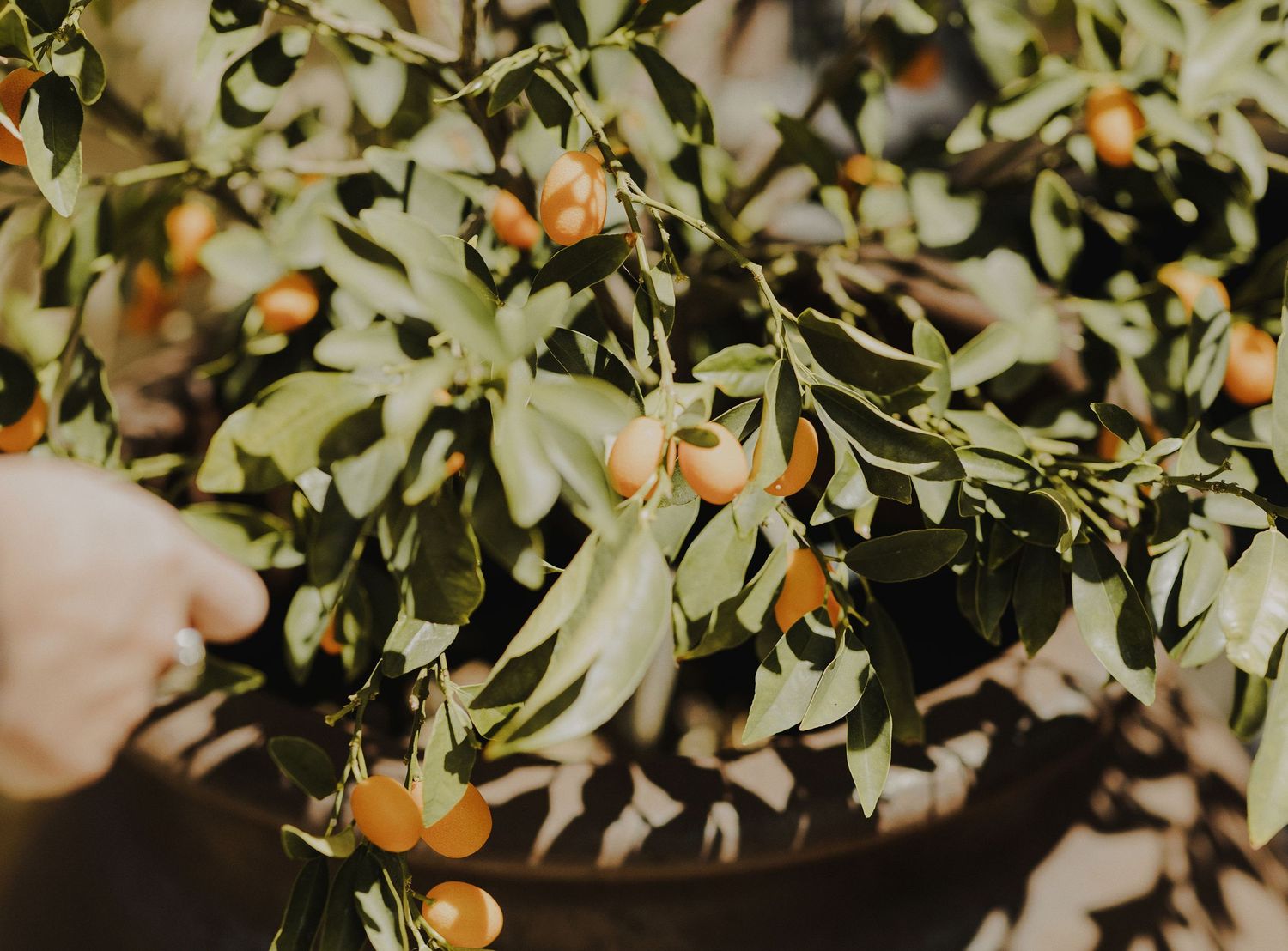 E Noelle Photography in-home wedding in Hidden Hills Los Angeles, kumquat detail shot