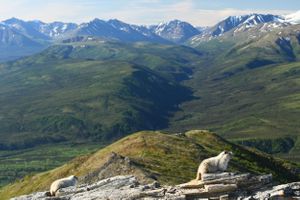 Marmots Enjoying the Day in Denali National Park, AK