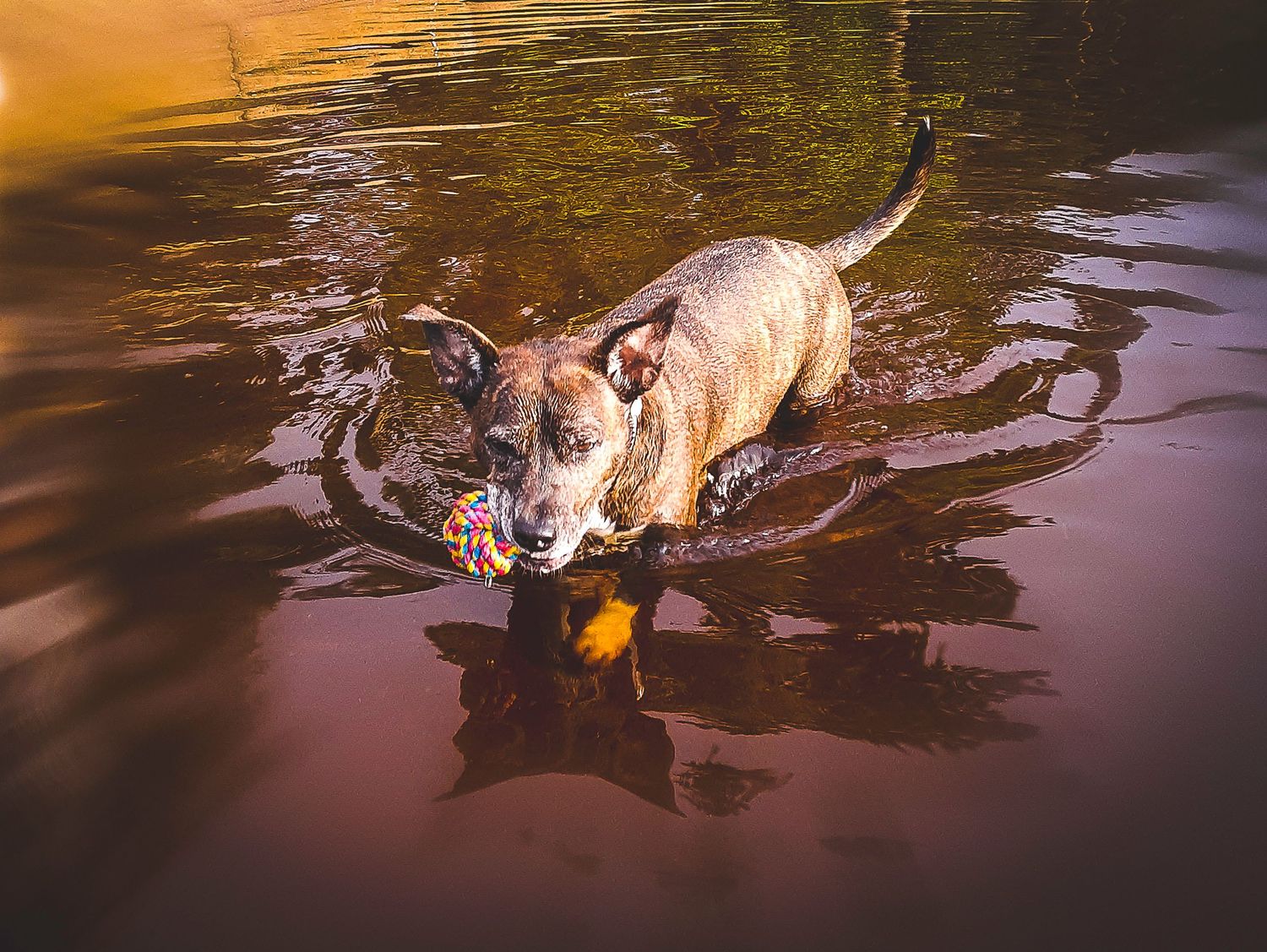 A dog jumps into water to retrieve a yellow toy ball during sunset.