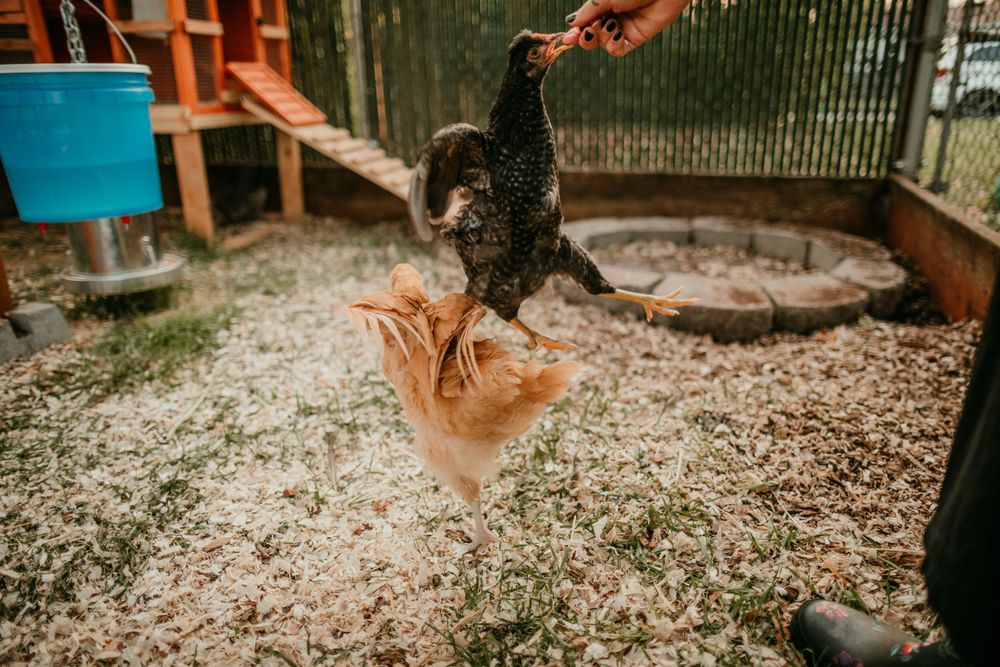chickens jumping for feed family photography session portland oregon documentary photographer