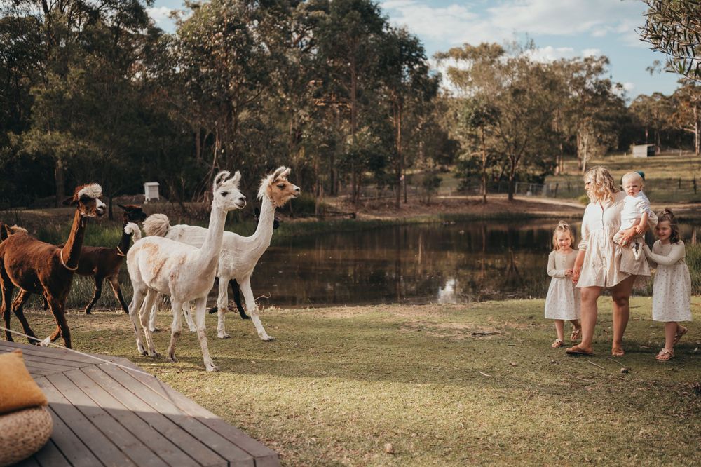 Llama Family Photos