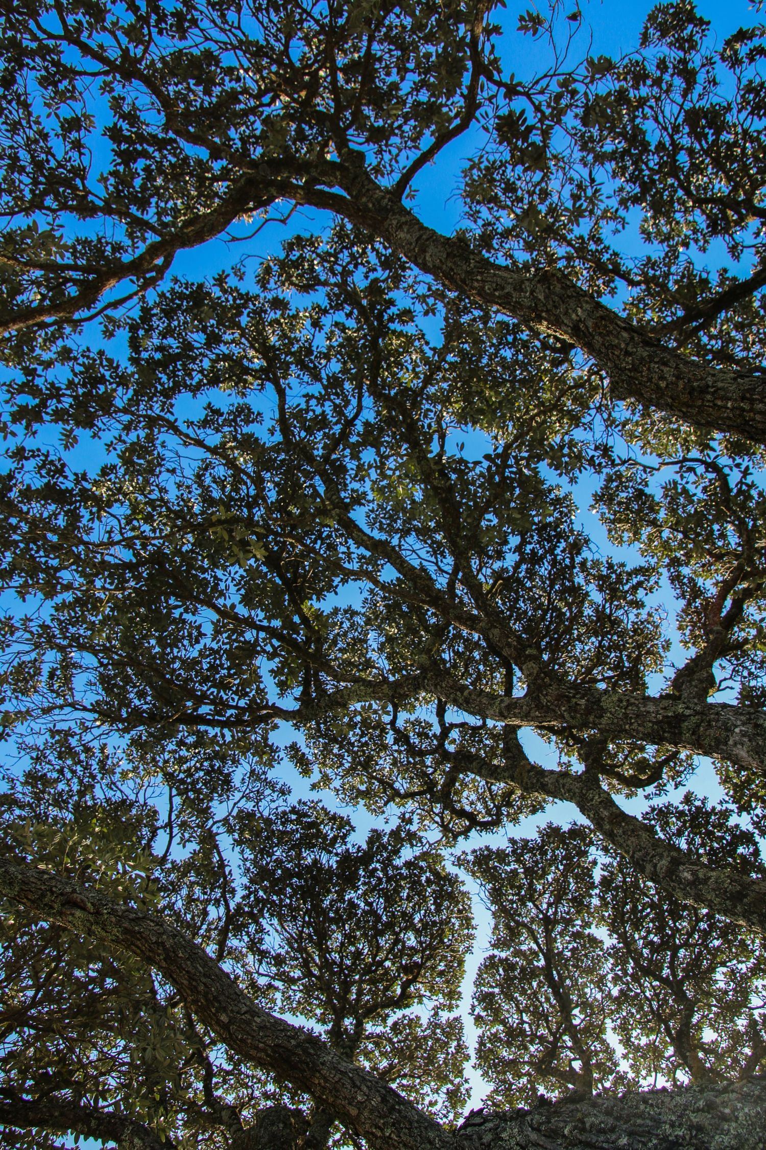 A view looking up through a dense canopy of trees, where thick branches form a network against a bright blue sky.