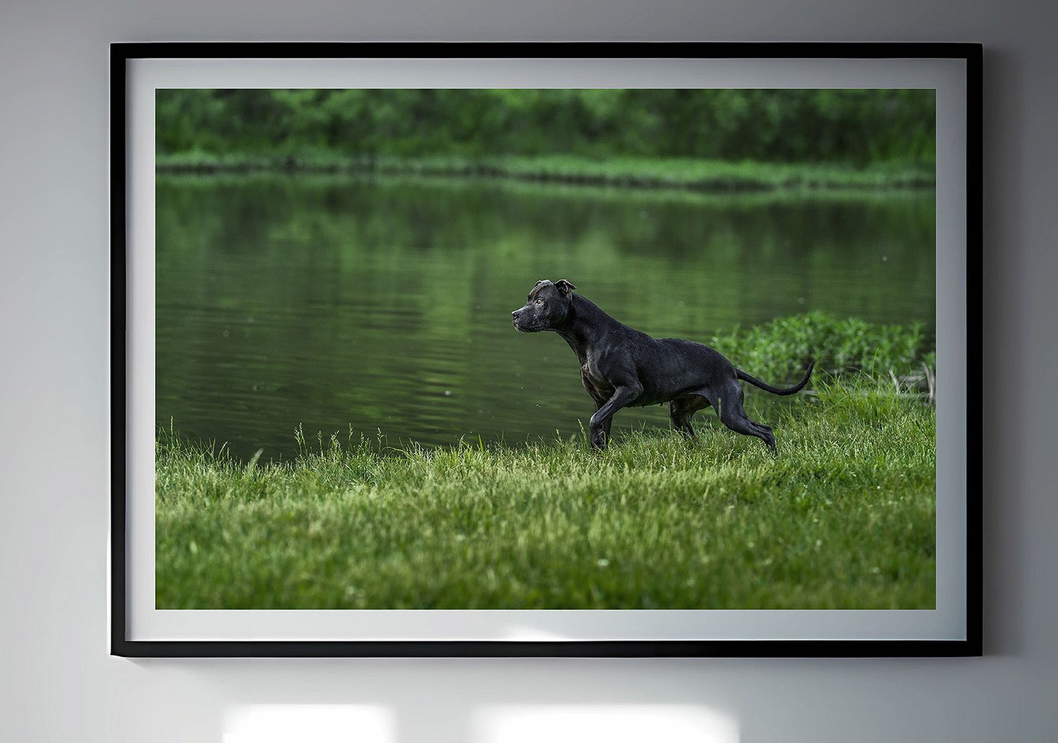 Photograph of a dog on a lake from dog photographer in Murrieta, California