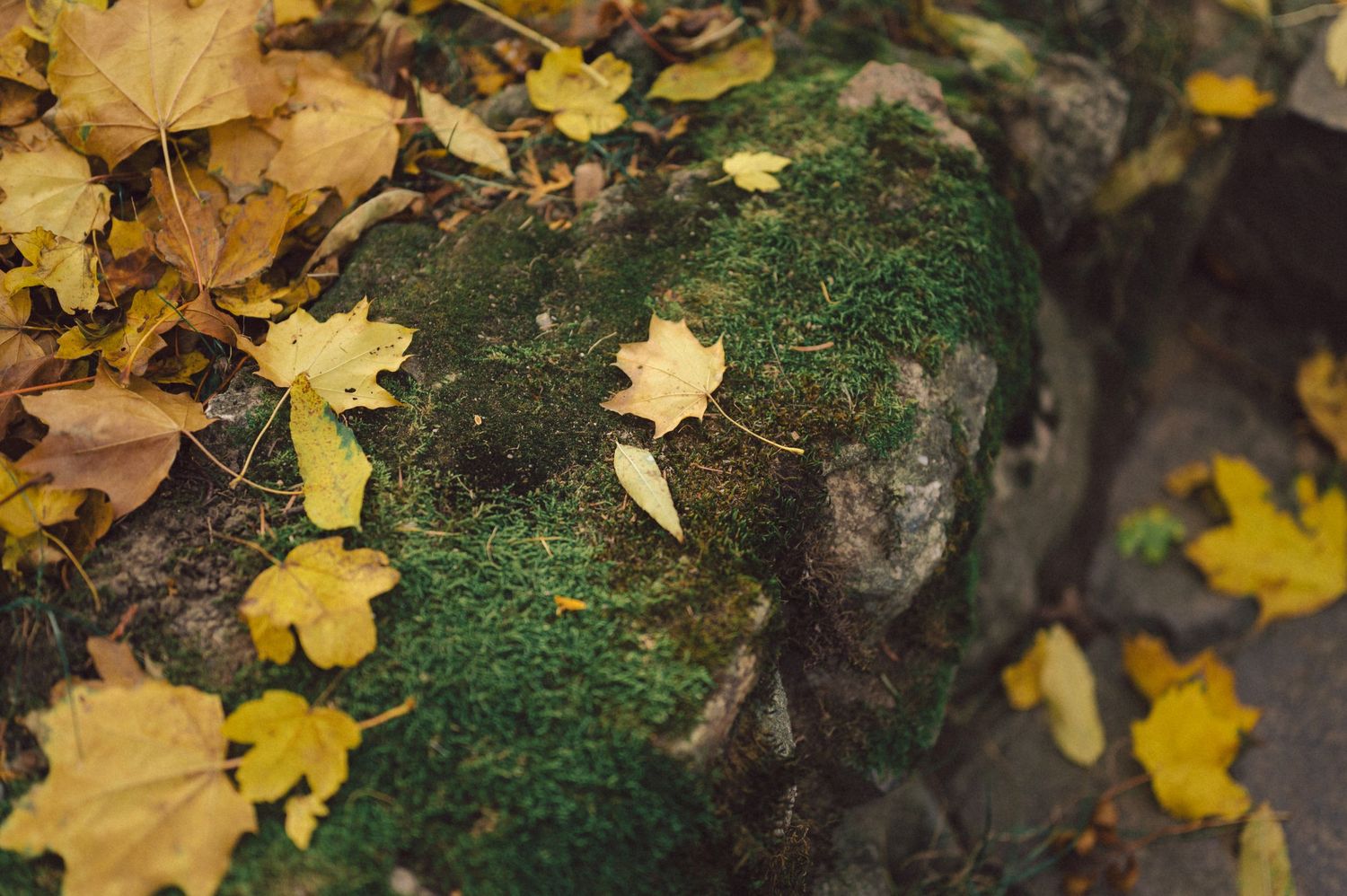 Close-up of autumn leaves scattered on mossy stone surface.