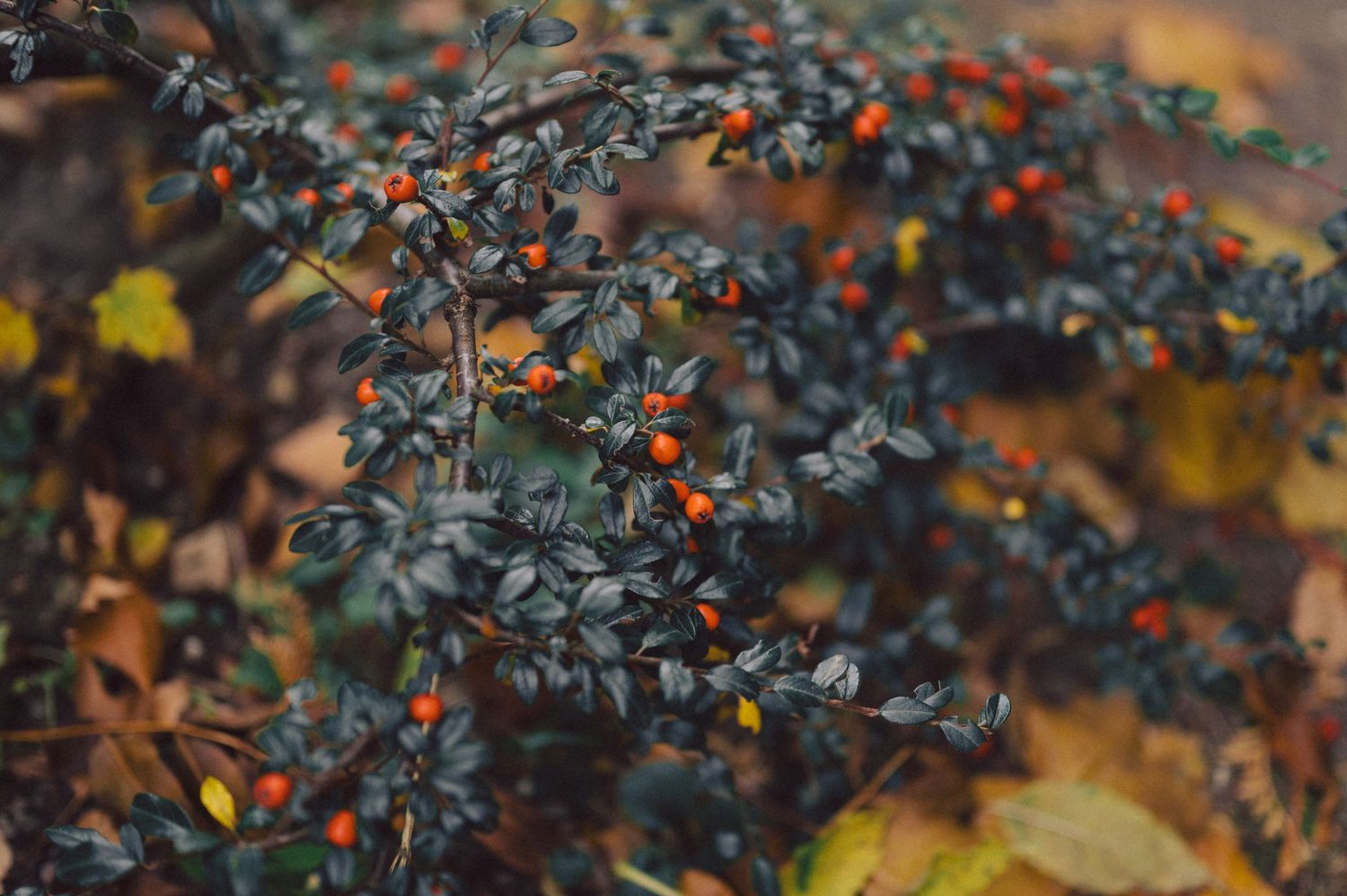 Delicate orange berries and dark blue-green leaves create a moody autumn botanical scene.