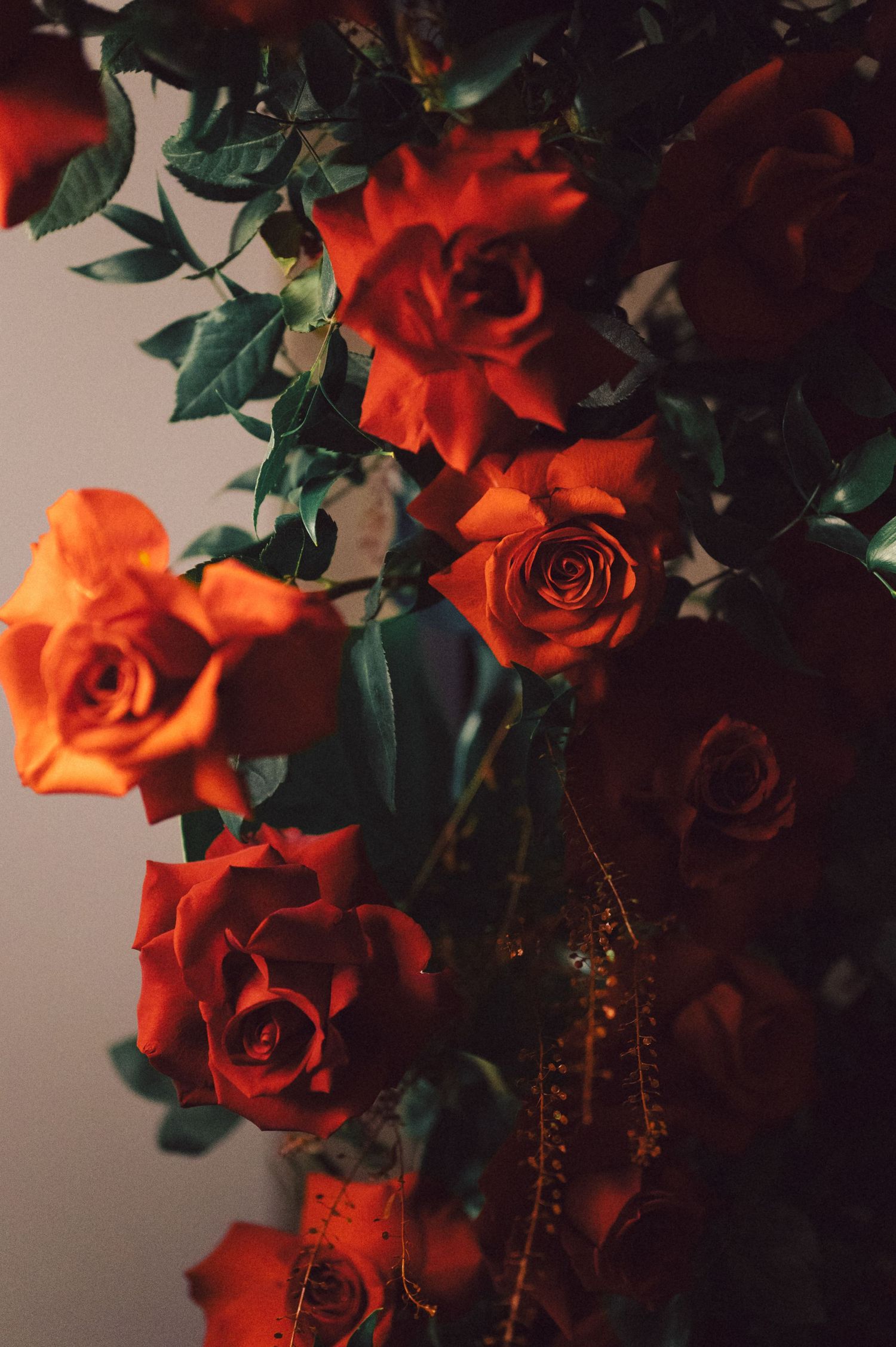 Dramatic closeup of red roses with deep green leaves against dark background.