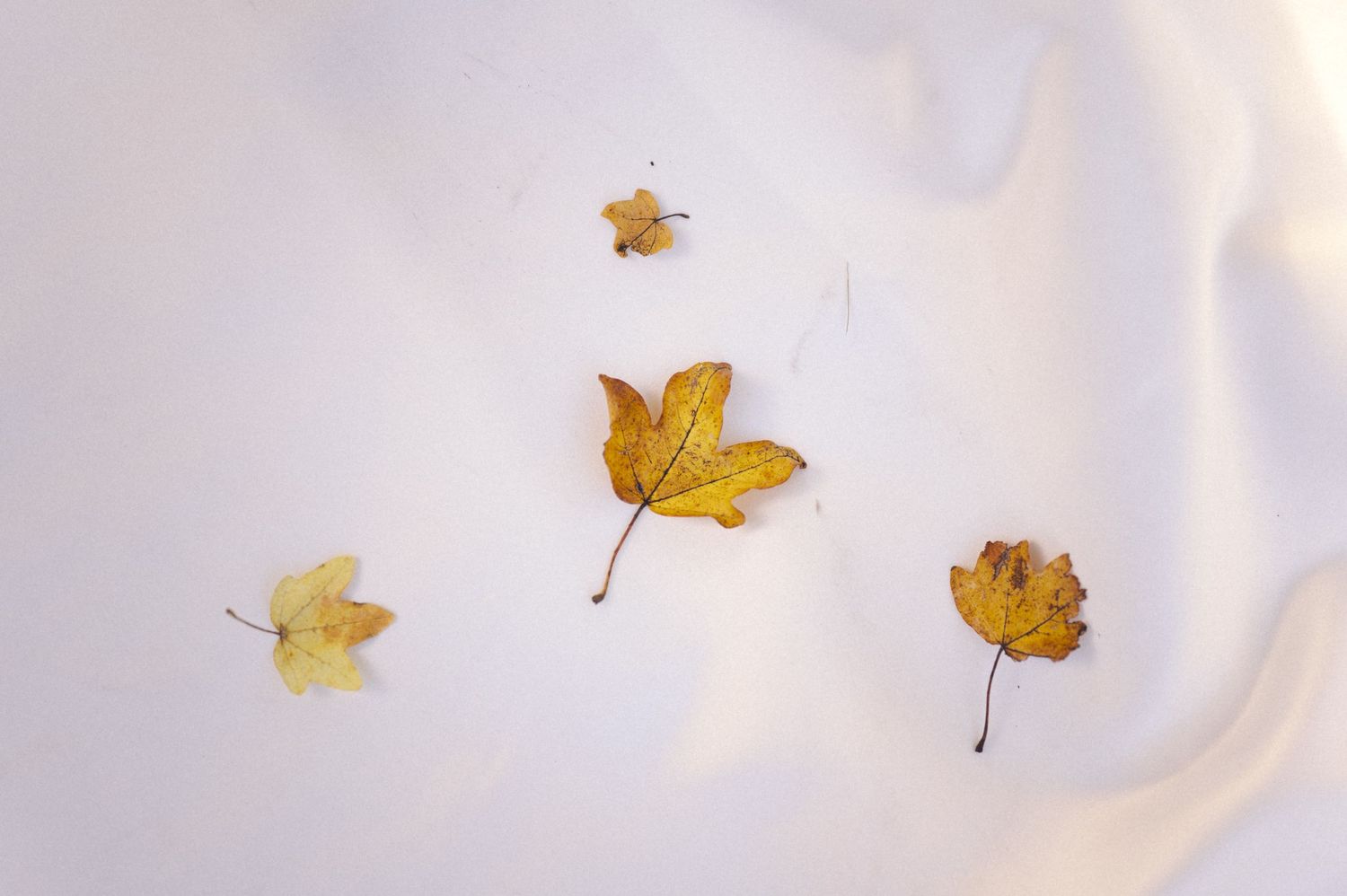 Three yellow autumn leaves artistically arranged on white fabric.