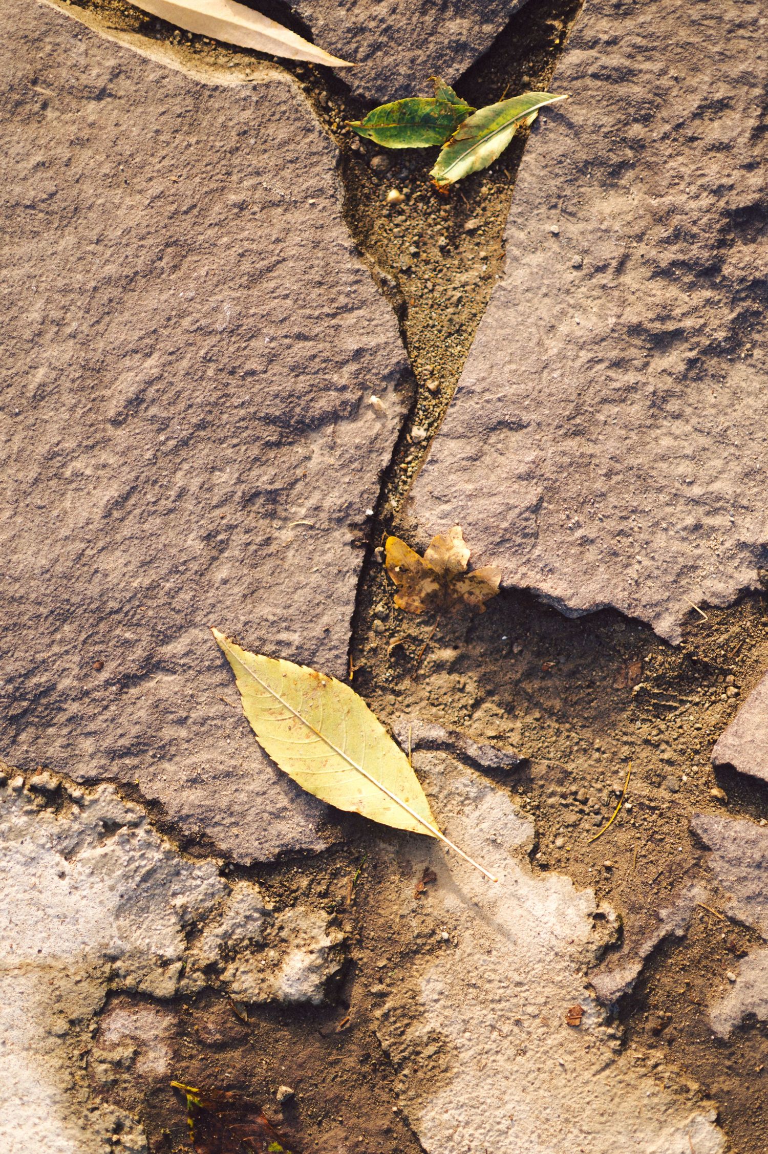 Close-up of green and yellow leaves growing through cracks in stone wall texture.