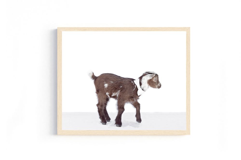 Baby goat with black and white markings standing against white background.