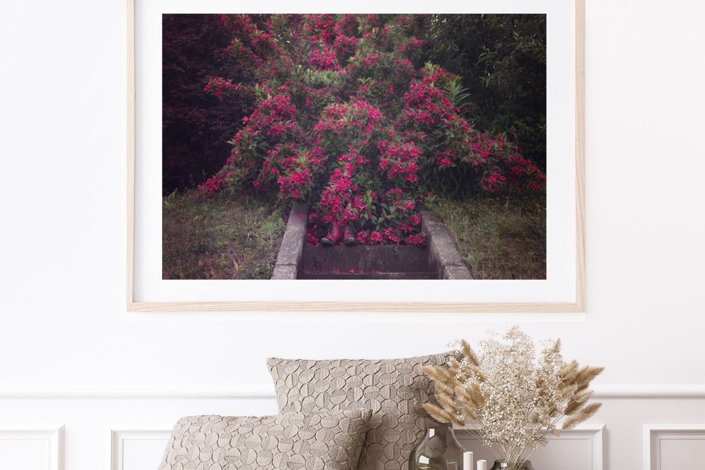 Framed wall art photograph of pink flowering bushes in a garden setting.