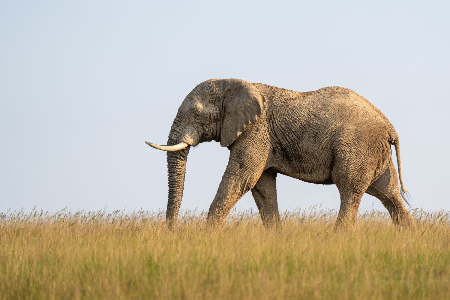 An African elephant walking through tall golden grassland against a light blue sky.