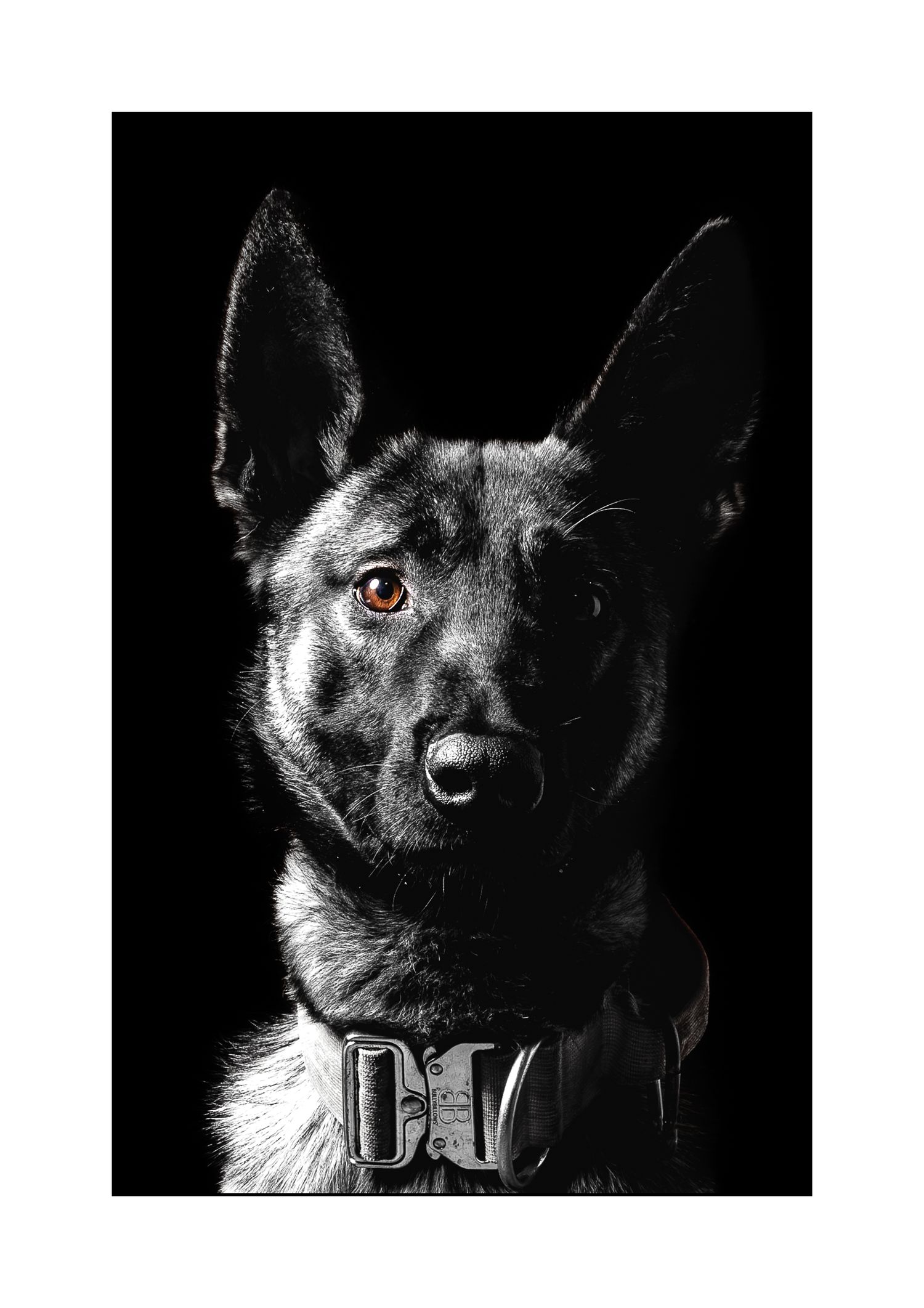 Jason Stuart Photography , West Yorkshire Wedding Photographer-pet photography