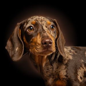 Jason Stuart Photography , West Yorkshire Wedding Photographer-pet photography