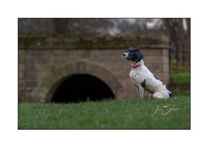 Jason Stuart Photography , West Yorkshire Wedding Photographer-pet photography