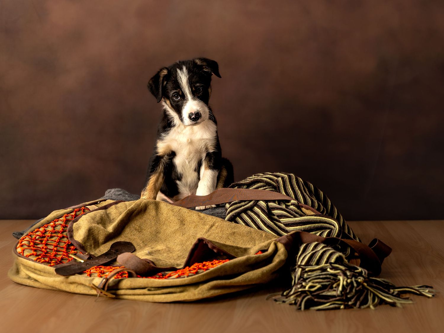puppy photography Jason Stuart Photography , West Yorkshire Wedding Photographer-pet photography