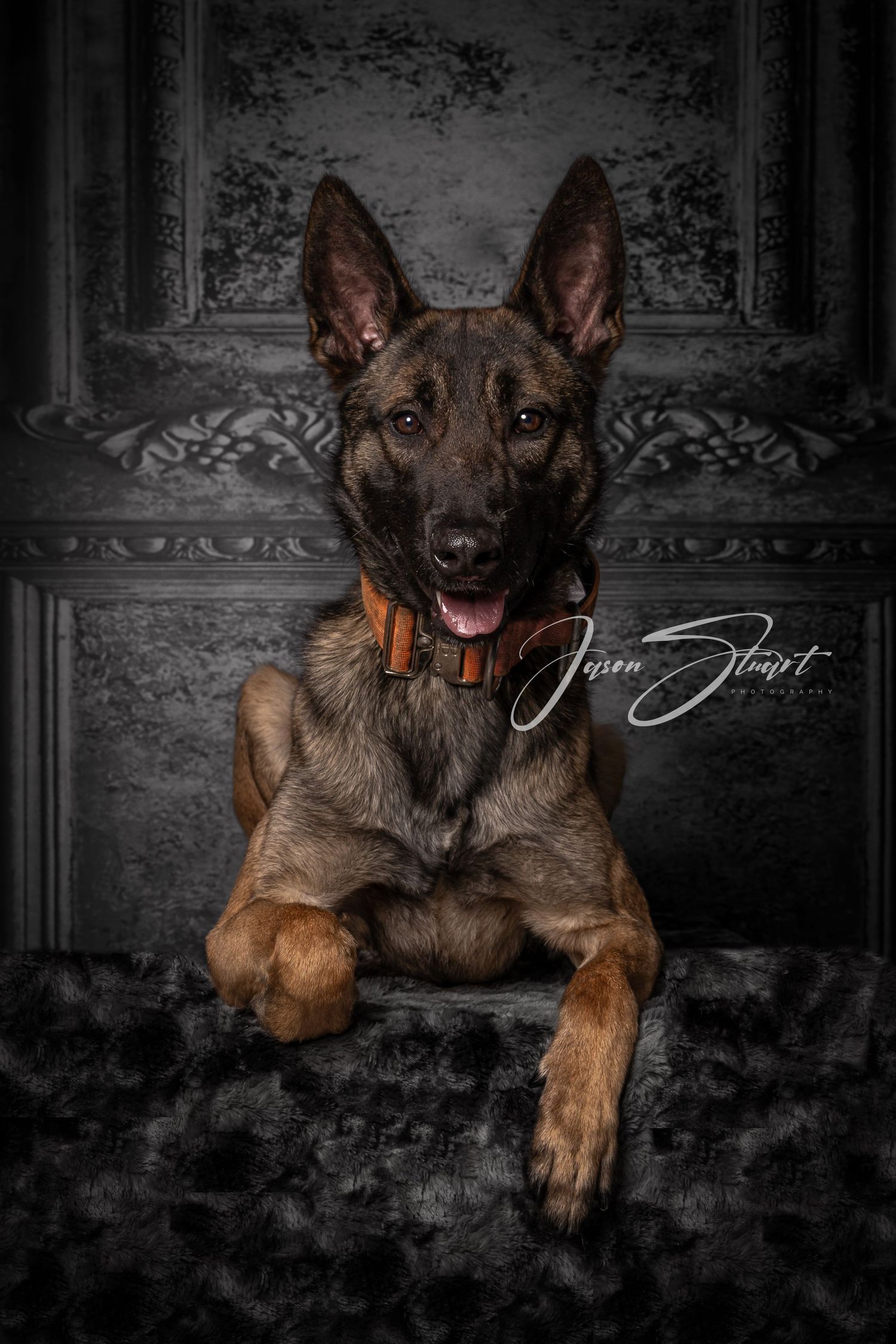 Jason Stuart Photography , West Yorkshire Wedding Photographer-pet photography