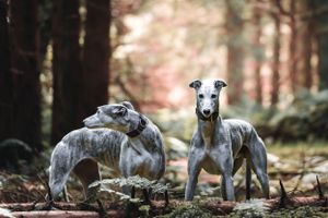 Jason Stuart Photography , West Yorkshire Wedding Photographer-pet photography - Senior Dogs