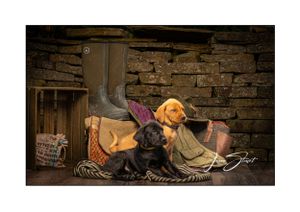 Jason Stuart Photography , West Yorkshire Wedding Photographer-pet photography - Puppy