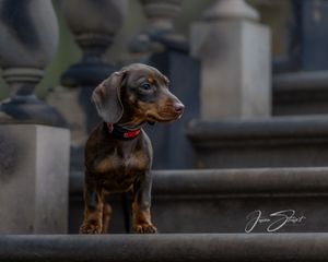 Jason Stuart Photography , West Yorkshire Wedding Photographer-pet photography