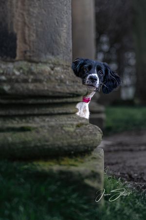 Jason Stuart Photography , West Yorkshire Wedding Photographer-pet photography