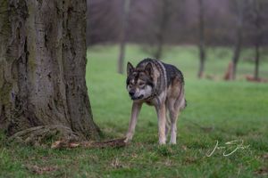 Jason Stuart Photography , West Yorkshire Wedding Photographer-pet photography - WolfDog