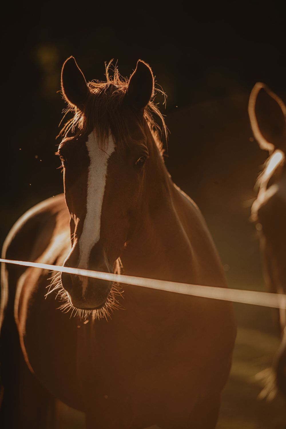 High Horse Imagery Senior Session Raleigh, North Carolina