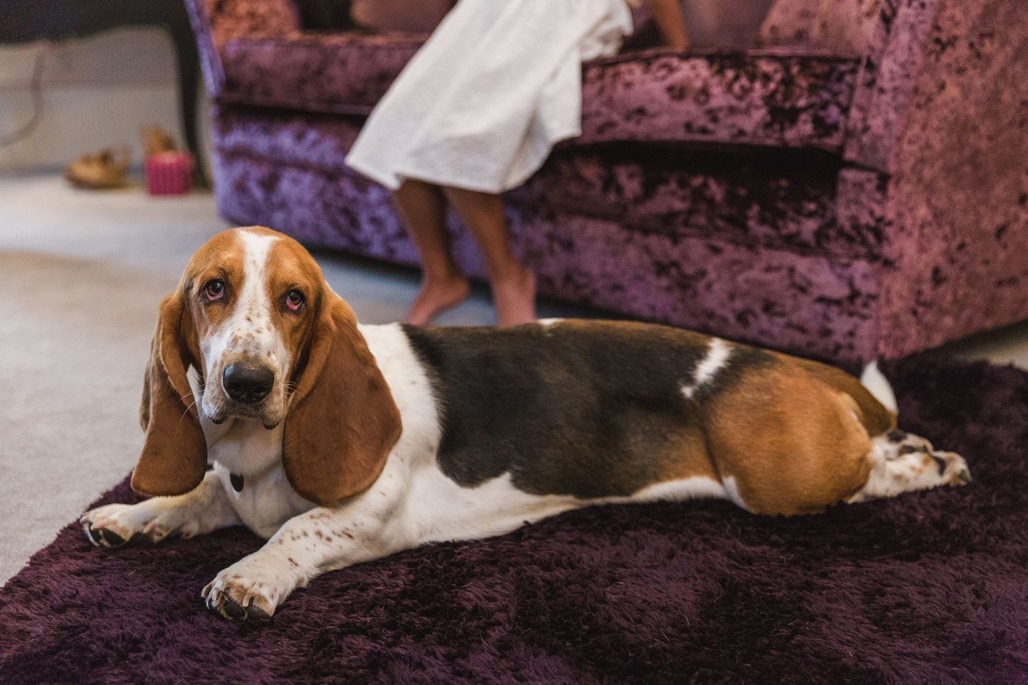 Hayley Elizabeth Photography Dogs at weddings Bassett hound at Herefordshire venue prep