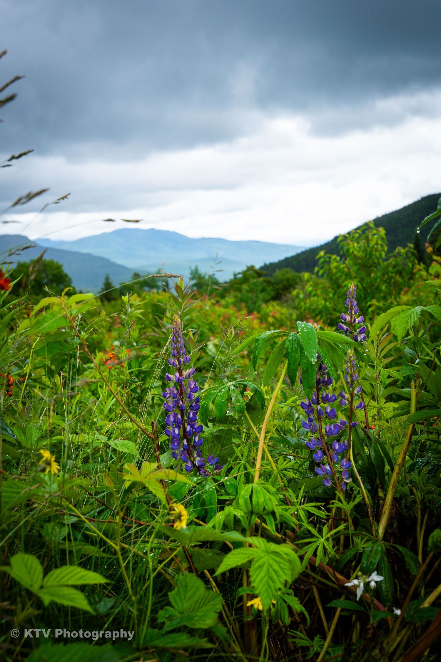 Purple lupine wildflowers blooming on a mountain meadow under cloudy skies.