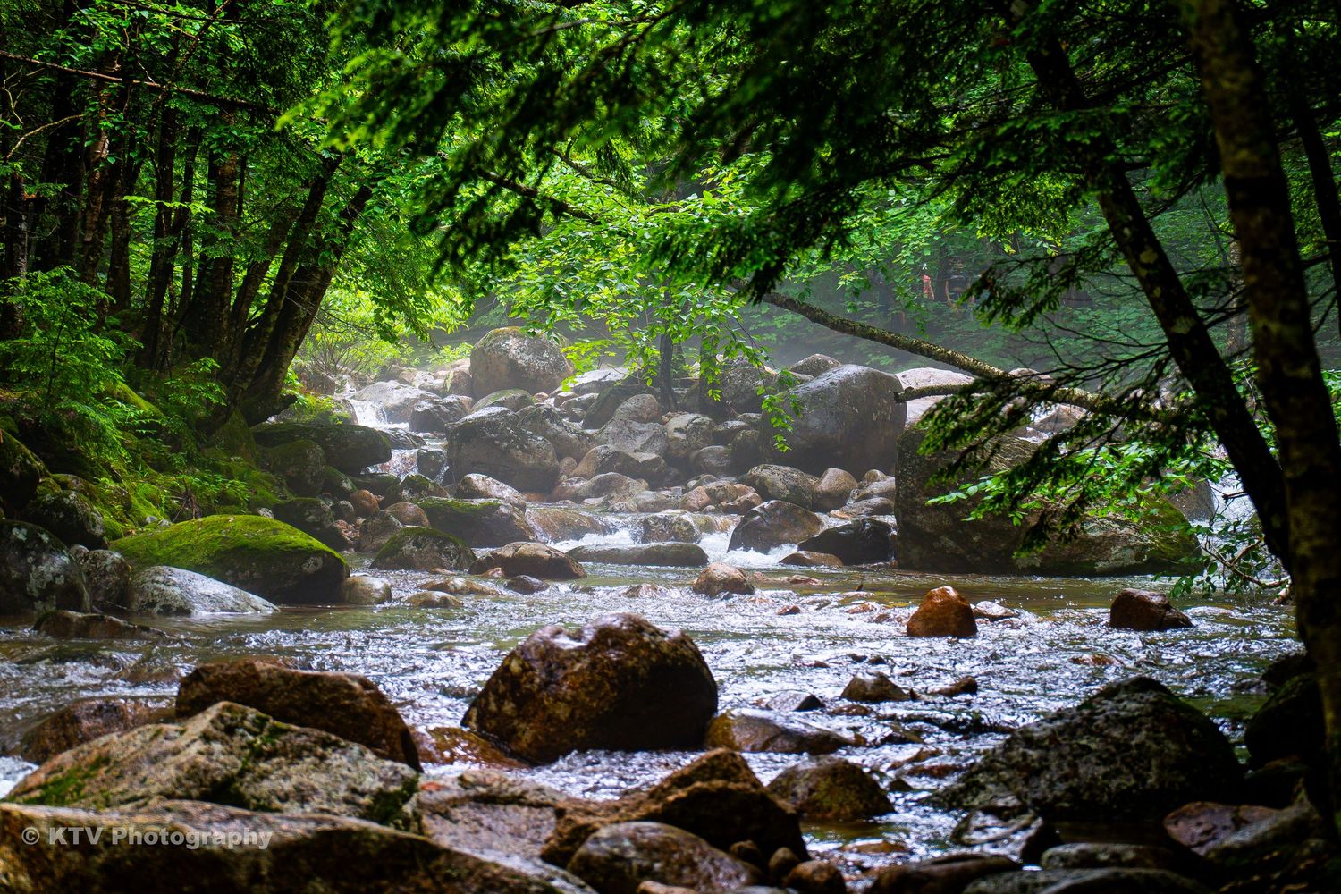 Serene rocky stream winding through a lush green forest canopy.