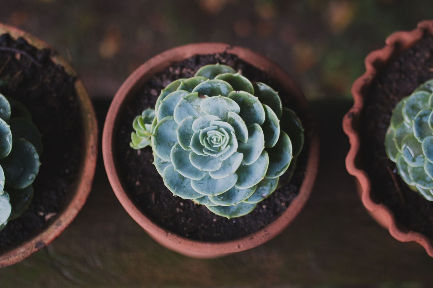 Three succulent plants in terracotta pots arranged in a row viewed from above.