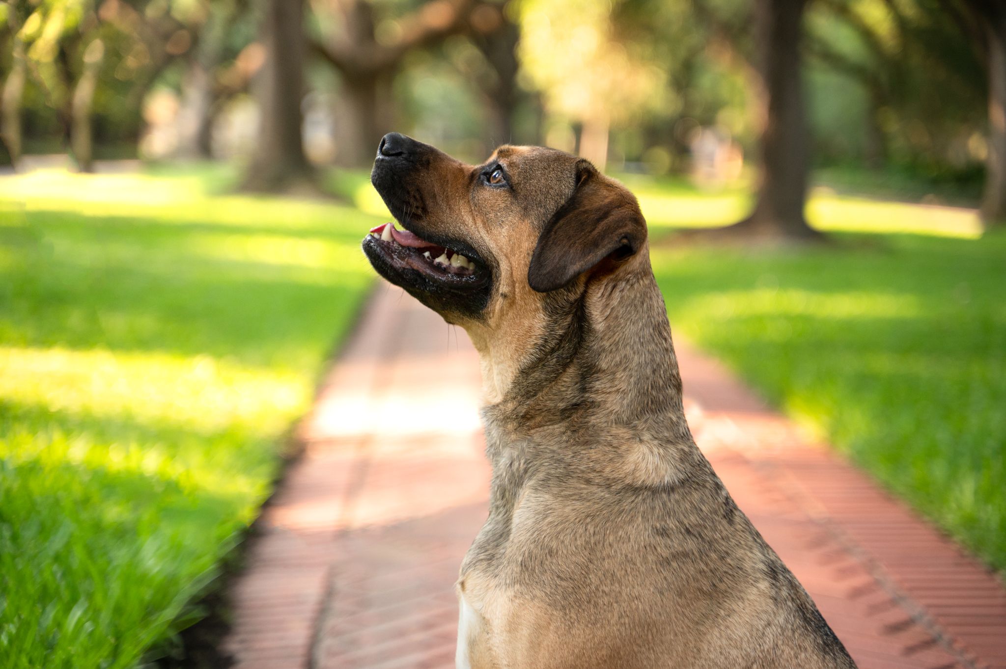 A German Shepherd mix dog looking upward while sitting on a brick path surrounded by grass.