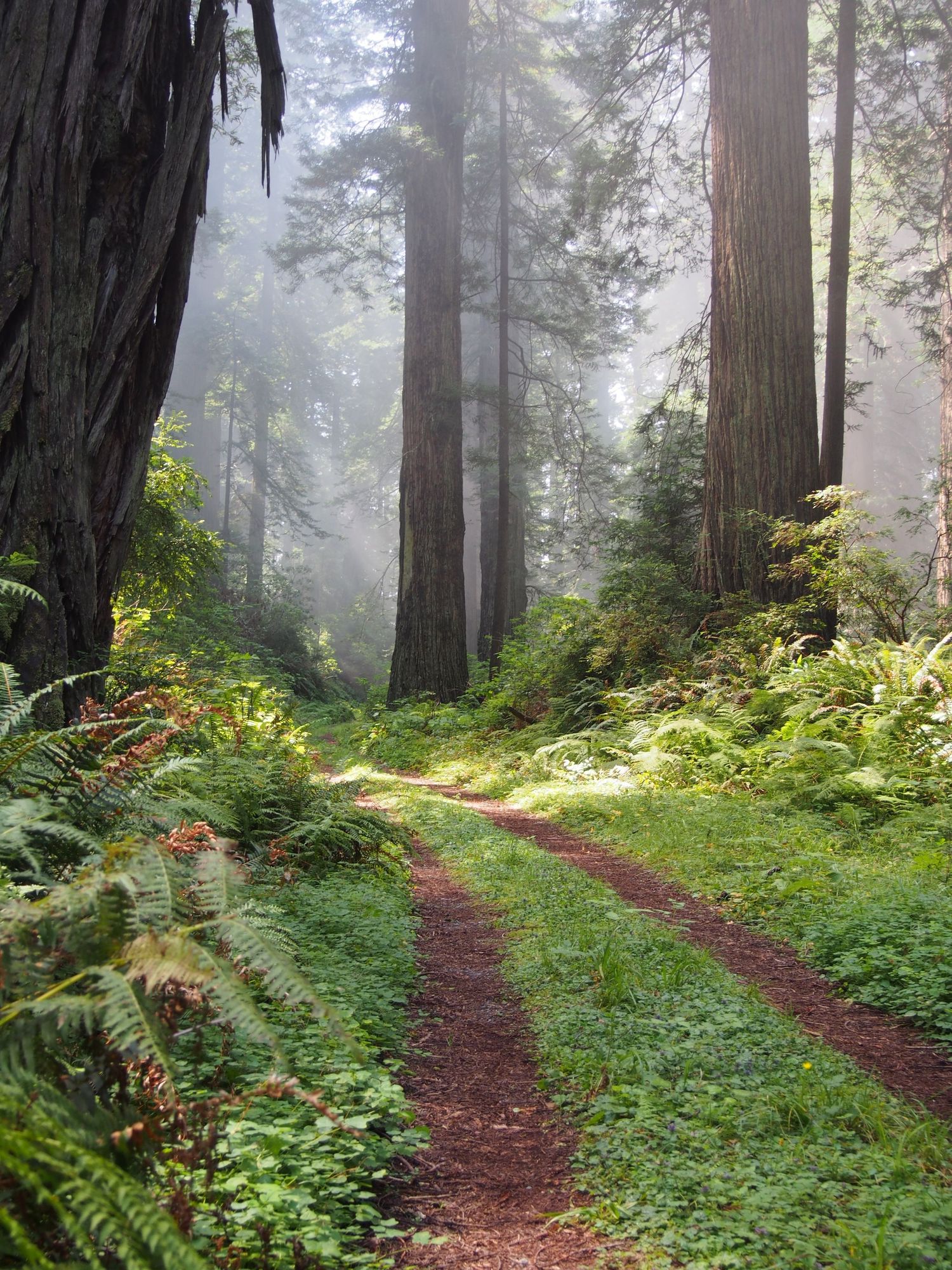Redwoods Northern California