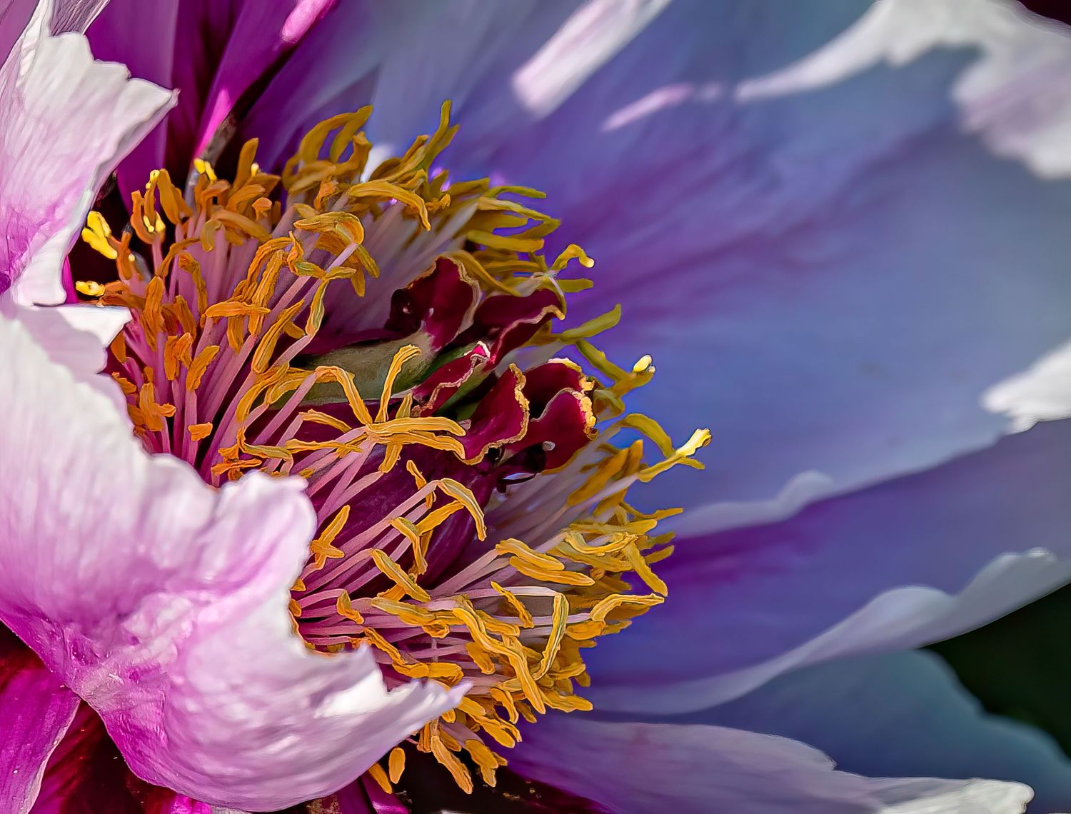 Macro image of a New Jersey flower in full bloom