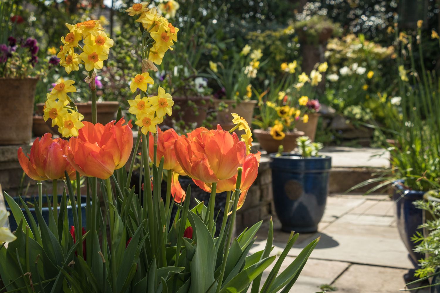 Late spring garden with tulips and narcissi