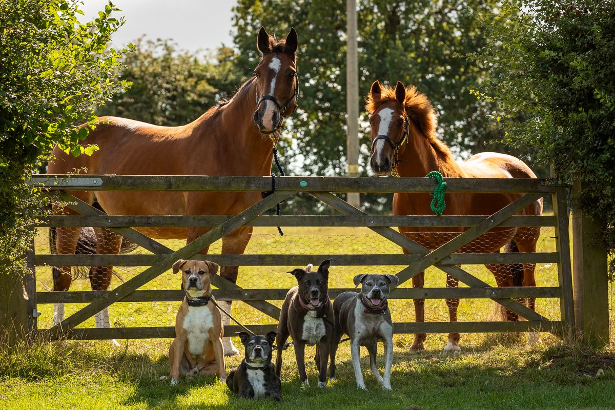 Two horses stand behind a wooden gate while a group of dogs sit obediently in front.