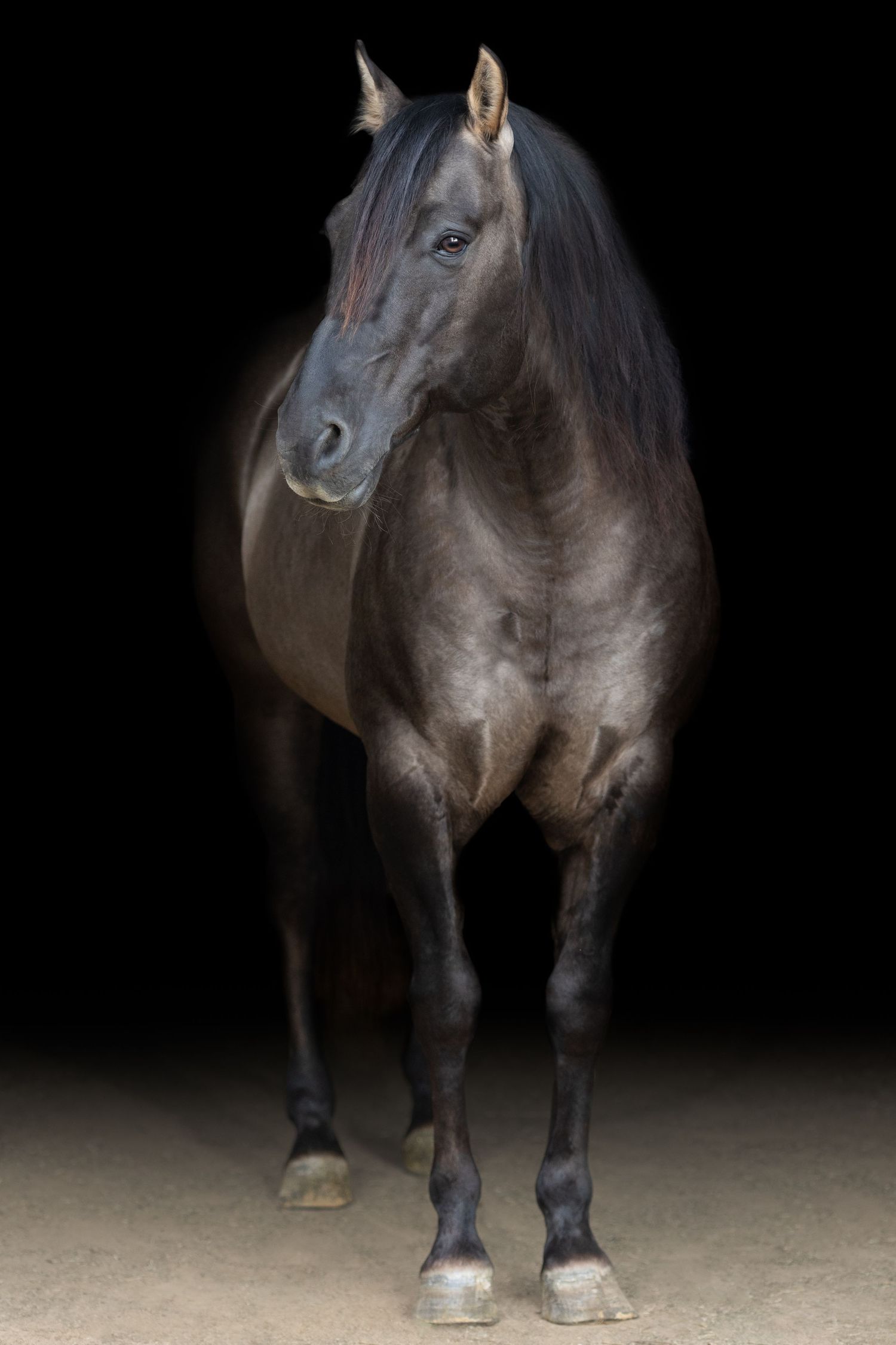 A black-background image of a Grulla Stallion for ad purposes.