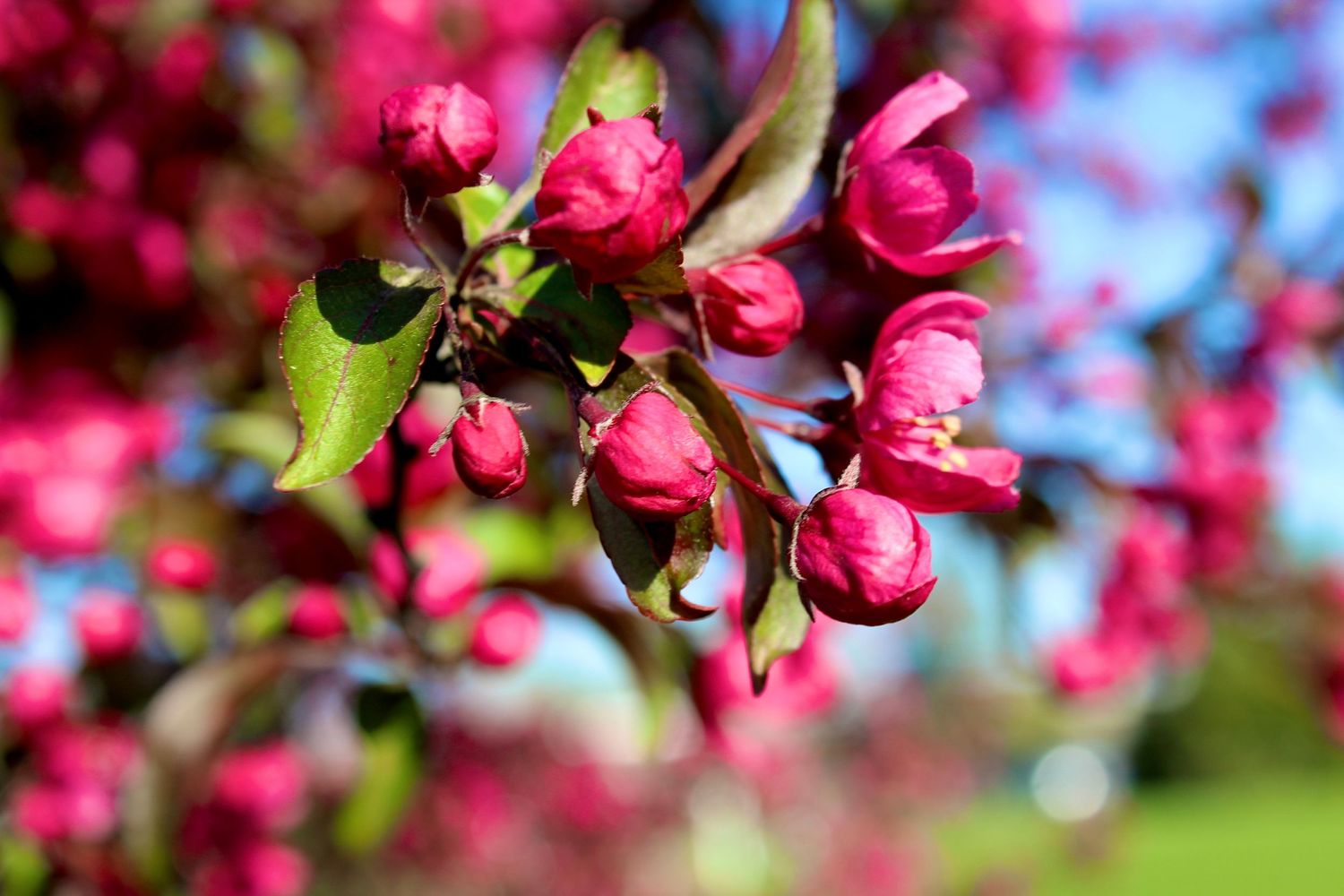 Vibrant pink crabapple buds and blossoms against a blue sky.