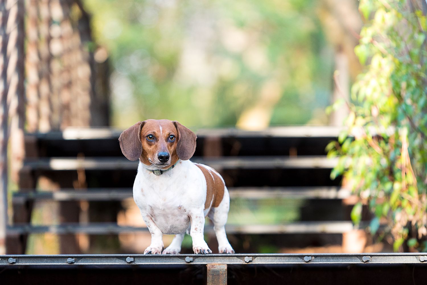 Dachshund puppy standing on wooden deck with natural background.
