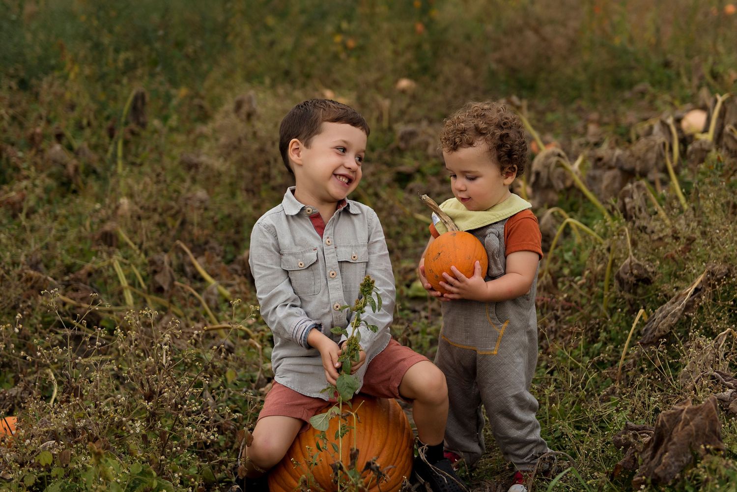 boys in pumpkin patch, happy boys, Vermont family photos