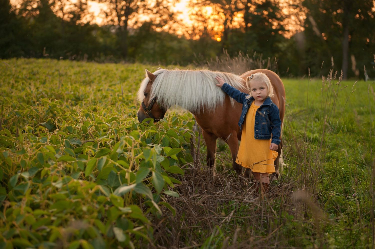 miniature horse and little girl, Vermont family photos