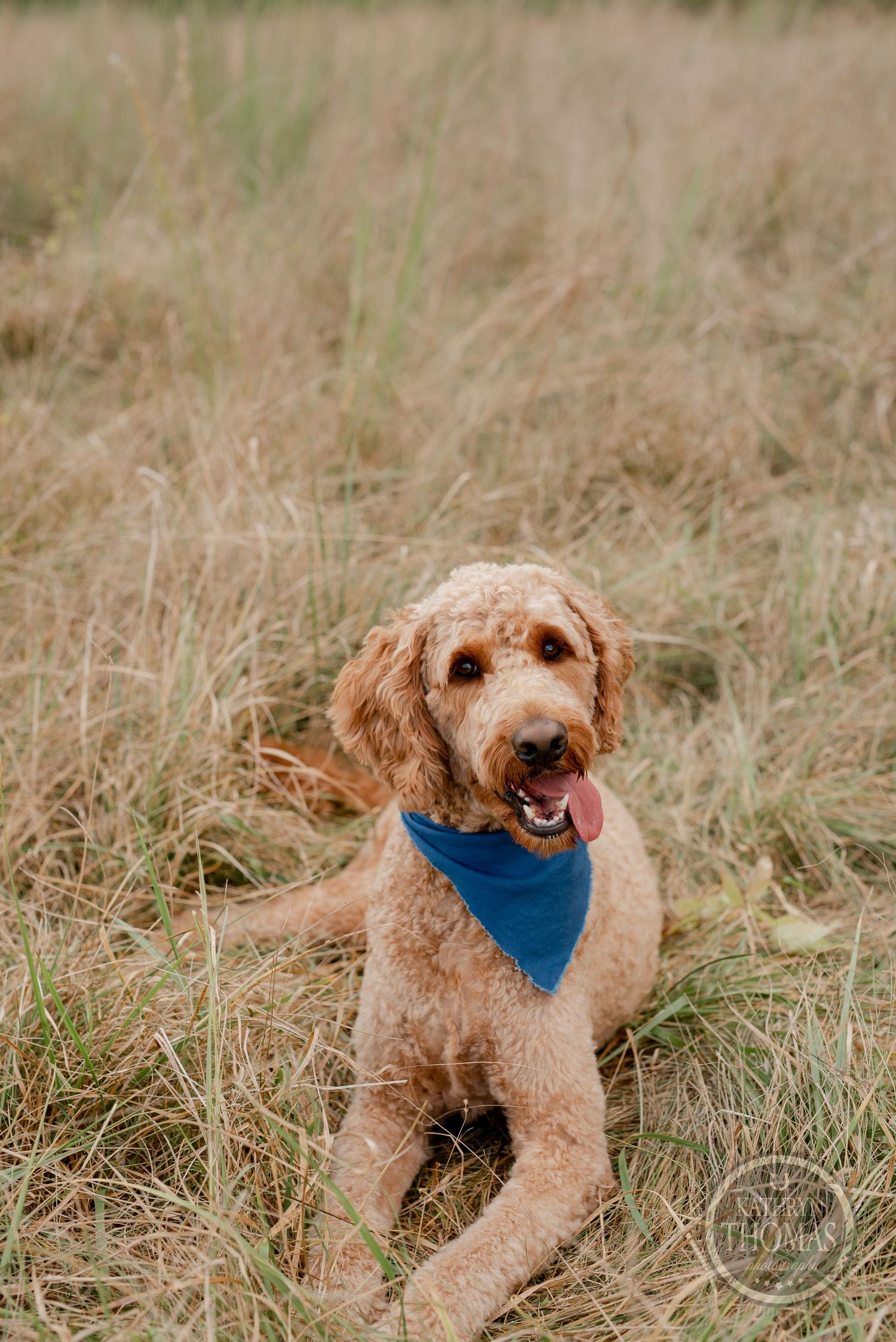 Happy goldendoodle dog wearing blue bandana lying in tall grass with tongue out.
